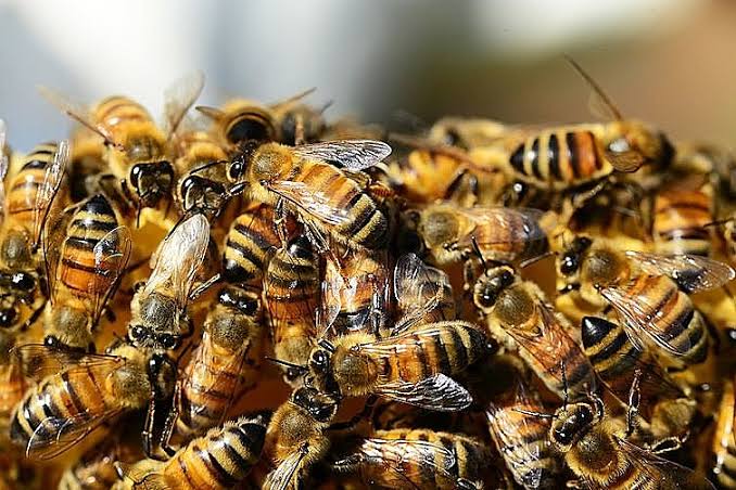 MÚLTIPLAS PESSOAS SÃO ATACADAS POR ABELHAS EM BARRA