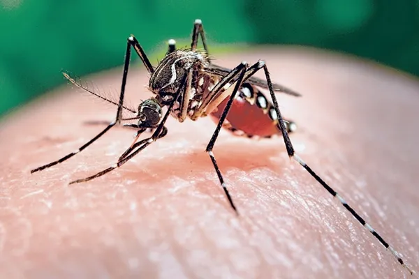 SAÚDE DIVULGA BOLETIM E REFORÇA NECESSIDADE DE AÇÕES PREVENTIVAS CONTRA O AEDES AEGYPTI