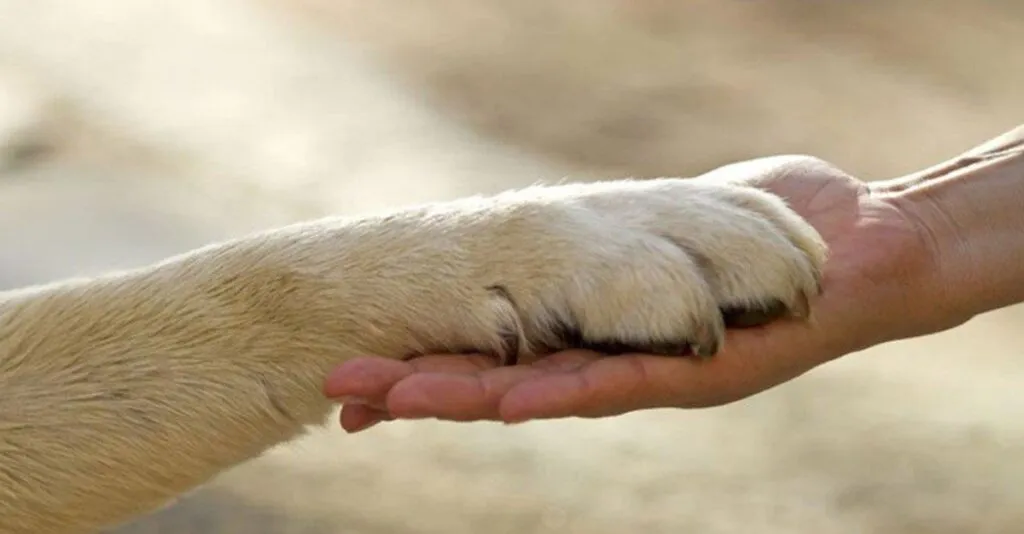 NA PARAÍBA, MUNICÍPIOS DEVEM REALIZAR CENSO EM PRÓL DA PROTEÇÃO ANIMAL