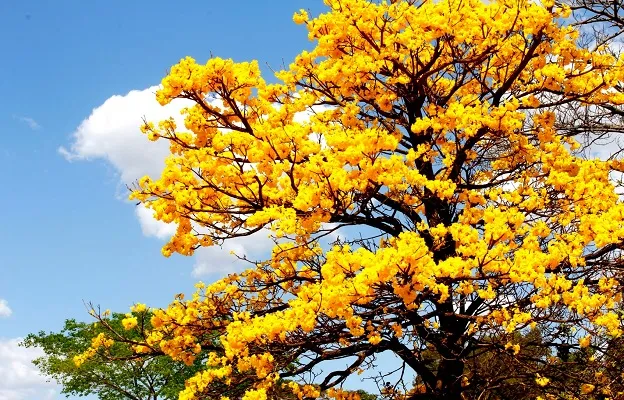 PRIMAVERA TRAZ AUMENTO GRADUAL DAS TEMPERATURAS, A PARTIR DESTA SEGUNDA-FEIRA (22)
