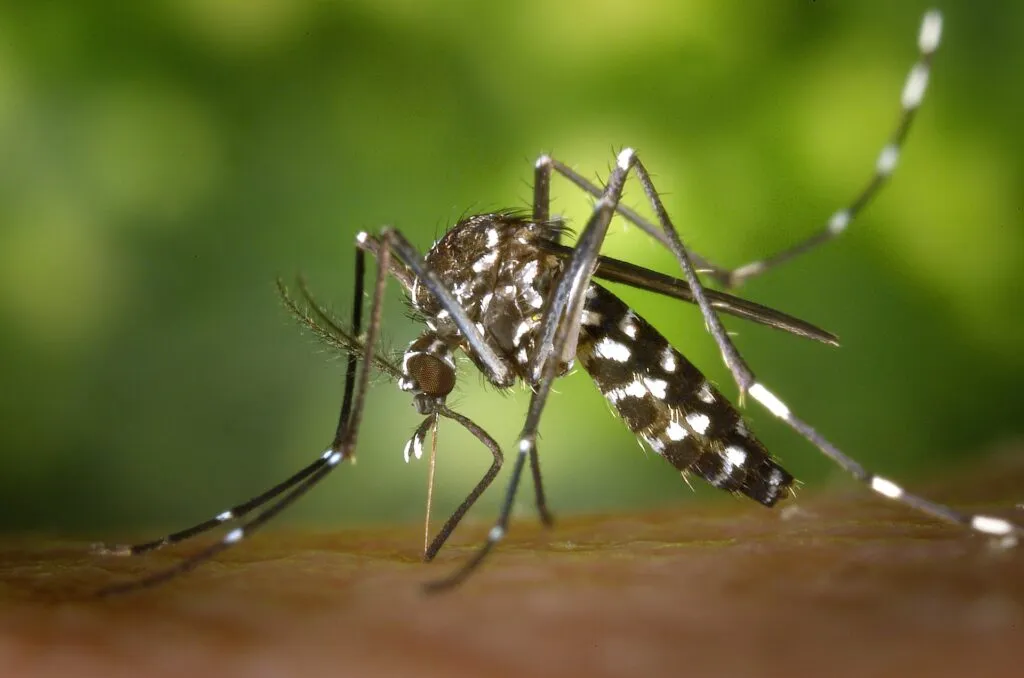 PARAÍBA REGISTRA AUMENTO DE MORTES POR DENGUE EM 2025