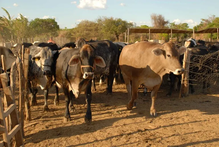 PARAÍBA REALIZA ATUALIZAÇÃO CADASTRAL OBRIGATÓRIA DAS CRIAÇÕES DE ANIMAIS.