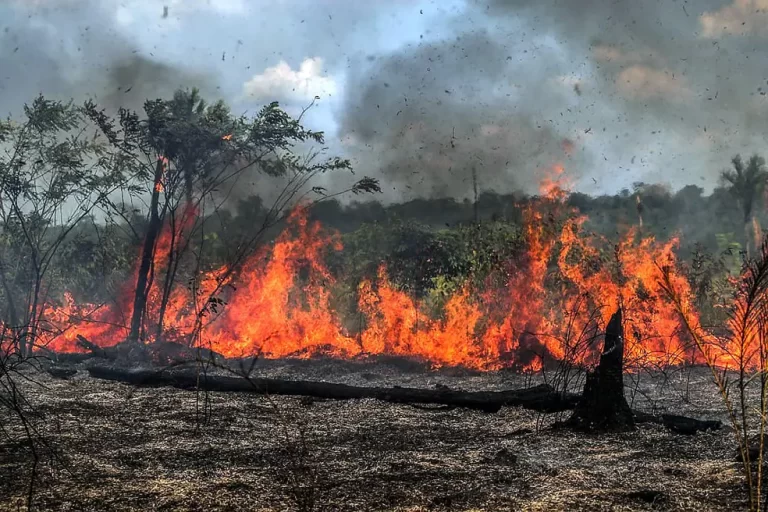 PARAÍBA REGISTROU QUASE TRÊS MIL QUEIMADAS E A SEMANA DO MEIO AMBIENTE, EM CUITÉ, FOCA NA PREVENÇÃO
