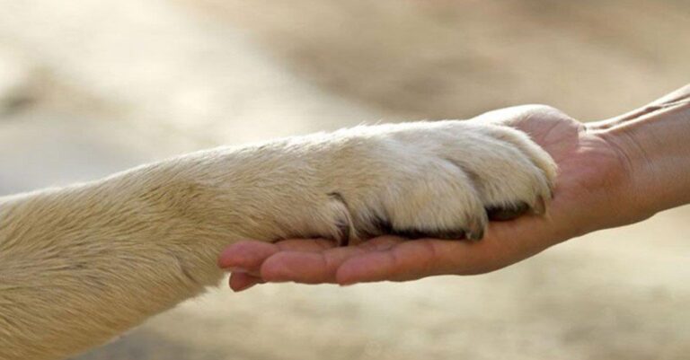 NA PARAÍBA, MUNICÍPIOS DEVEM REALIZAR CENSO EM PRÓL DA PROTEÇÃO ANIMAL