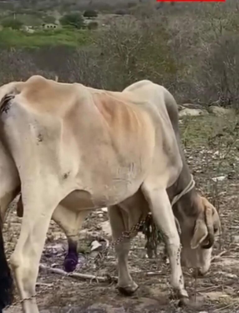 URGENTE: DELEGADO AGE APÓS GRAVE DENÚNCIA DE MAUS-TRATOS A ANIMAIS NA ZONA RURAL DE BARAÚNA